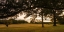 Picture of CHICKAMAUGA 16
