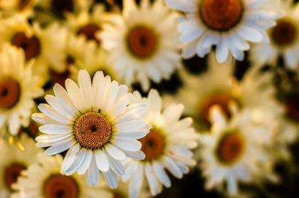 Picture of DAISIES