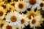 Picture of DAISIES
