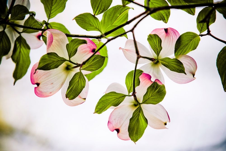 Picture of DOGWOOD HORIZONTAL