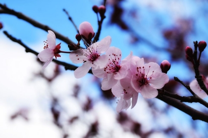 Picture of DOGWOOD SPRING