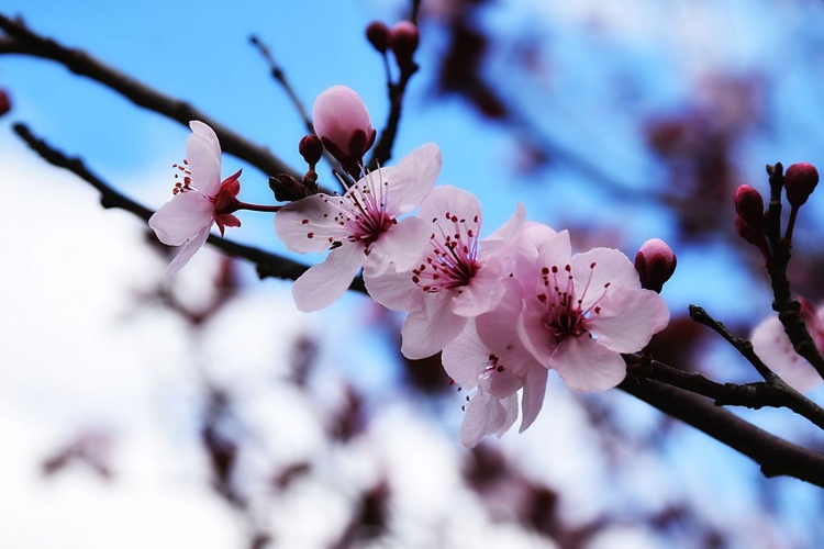 Picture of DOGWOOD SPRING