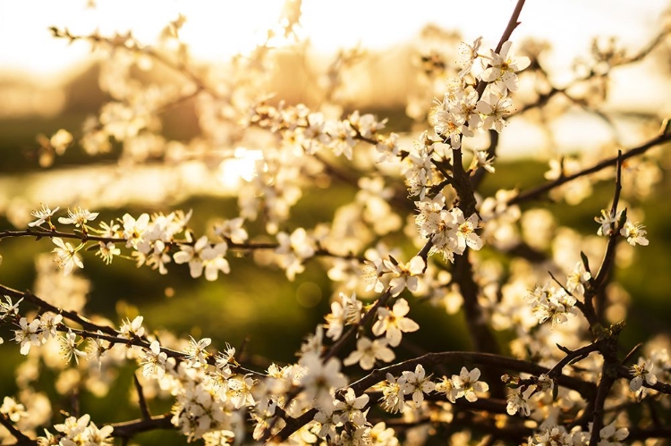 Picture of DOGWOOD SUMMER