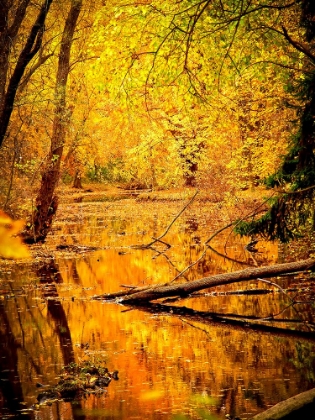 Picture of FALL STREAM