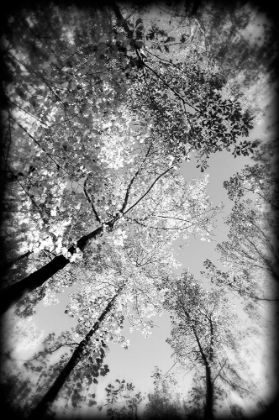 Picture of FALL TREES BW HOLGA