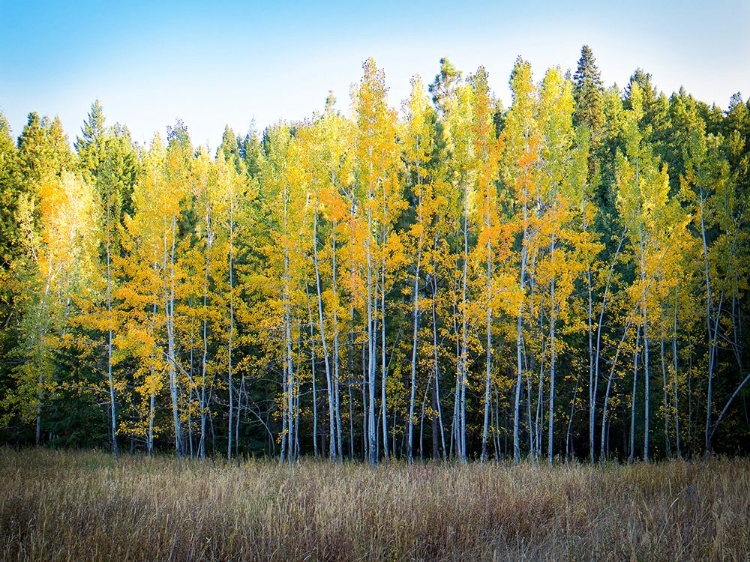 Picture of FALL TREES 10