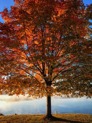 Picture of FALL TREES 15