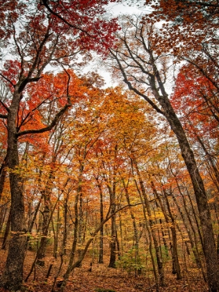 Picture of FALL TREES 17