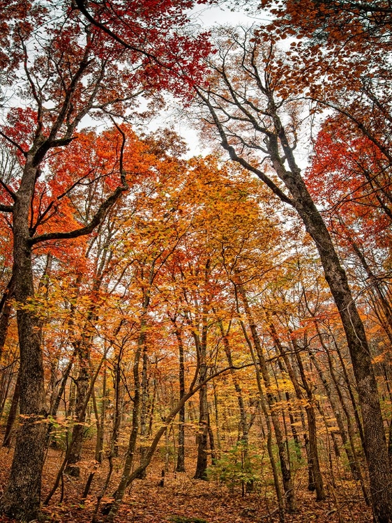 Picture of FALL TREES 17