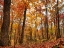Picture of FALL TREES 19