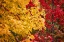Picture of FALL TREES 2