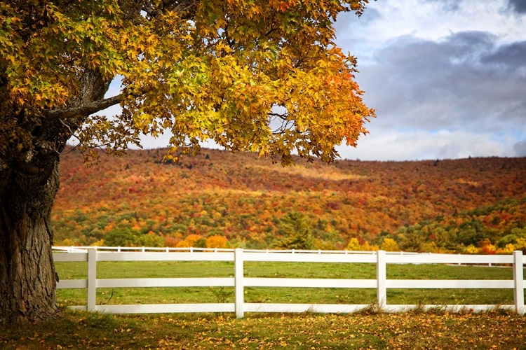 Picture of FALL TREES 3