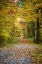 Picture of FALL TREES 4