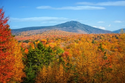 Picture of FALL TREES 6