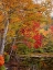 Picture of FALL TREES 7