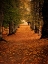Picture of FALL TREES 8