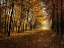 Picture of FALL TREES 9
