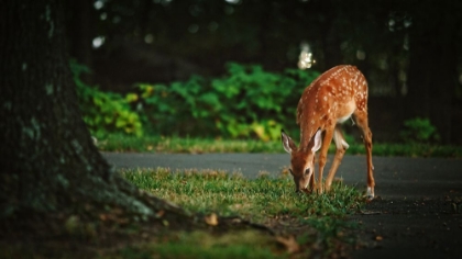 Picture of FAWN