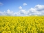 Picture of FIELD 15
