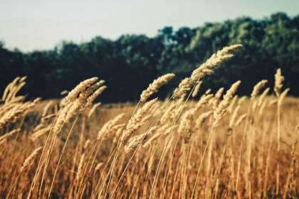 Picture of FIELD 4