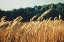 Picture of FIELD 4