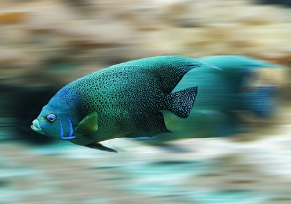 Picture of FISH