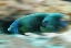 Picture of FISH