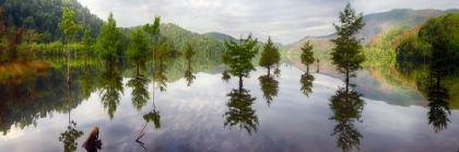 Picture of FLOATING TREES