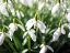Picture of FLOWER 11