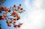 Picture of FLOWER 18
