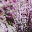 Picture of FLOWER 20