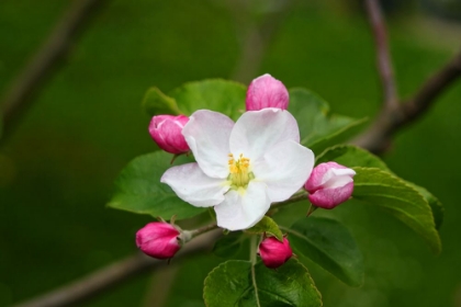 Picture of FLOWER 24
