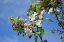 Picture of FLOWER 26