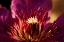 Picture of FLOWER 34