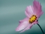 Picture of FLOWER 36