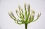 Picture of FLOWER 37