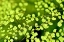 Picture of FLOWER 41