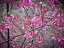 Picture of FLOWER 43