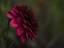 Picture of FLOWER 54