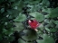 Picture of FLOWER 56
