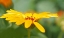 Picture of FLOWER 57