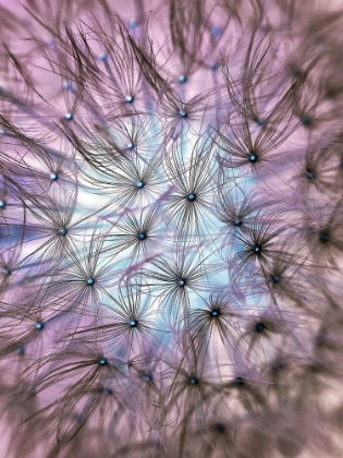 Picture of FLOWER 58