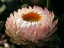 Picture of FLOWER 59