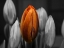 Picture of FLOWER 66