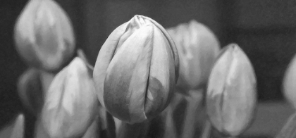 Picture of FLOWER 66 GRAYSCALE PAINTING