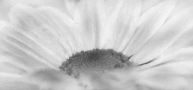 Picture of FLOWER 68 GRAYSCALE WATERCOLOR