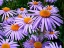 Picture of FLOWER 69