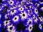 Picture of FLOWER 70