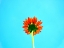 Picture of FLOWER 72