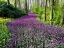 Picture of FLOWER 75